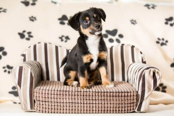 Junger Hund auf Mini-Couch im Fotostudio