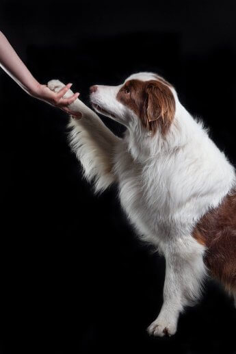 Hundefotos – Hütehund gibt Pfötchen während eines Hunde-Fotoshootings