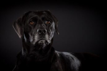 Schwarzer Hund im Fotostudio vor schwarzem Hintergrund