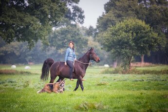 Pferde-Fotoshooting mit Hund auf einer Koppel im Frühherbst