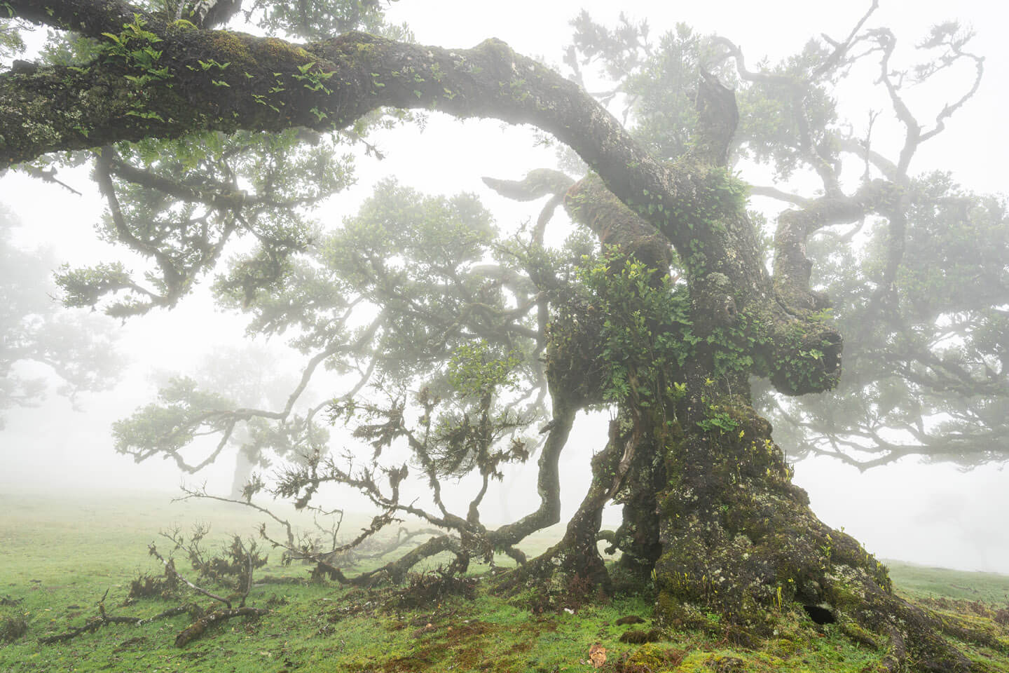 Knorrige Lorbeerbäume im Feenwald auf Madeira