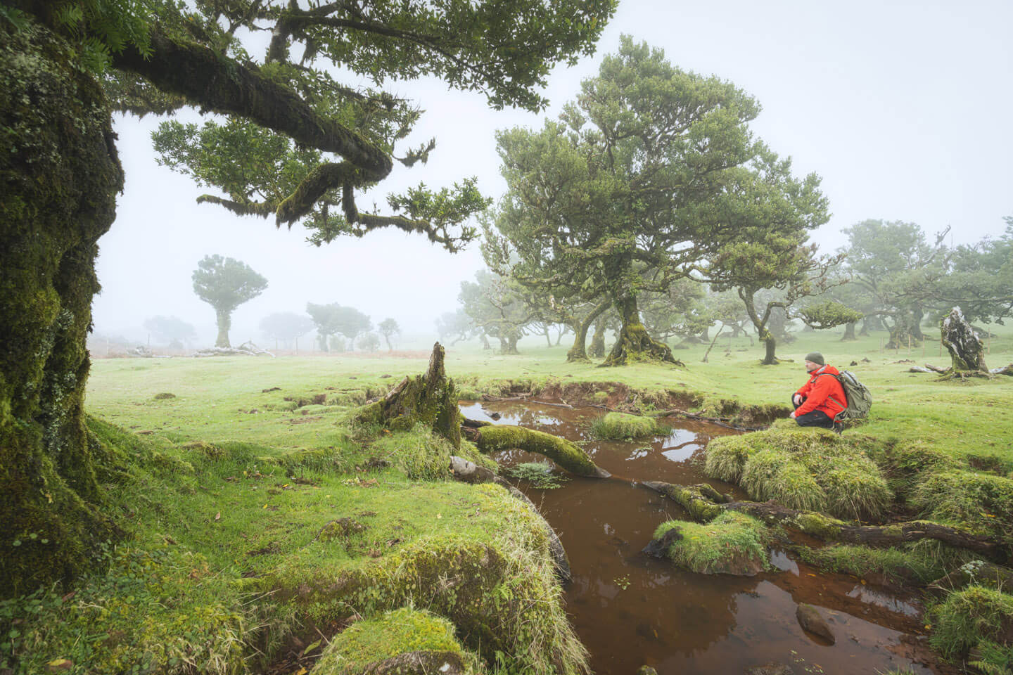 Der Nebelwald in Fanal ist ein absolutes MUSS bei einer Madeira Fotoreise.