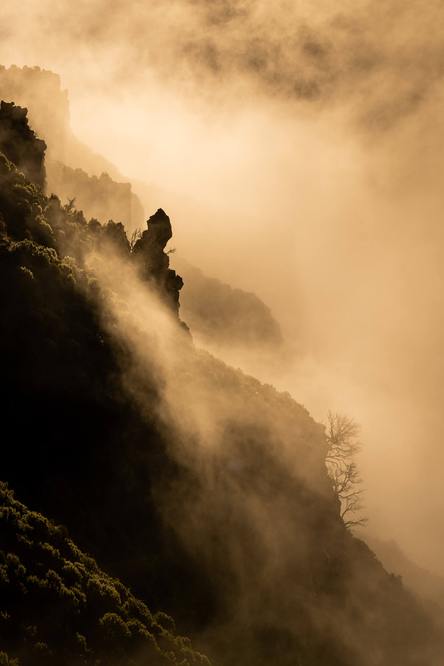 Nebel in den Bergen Madeiras.