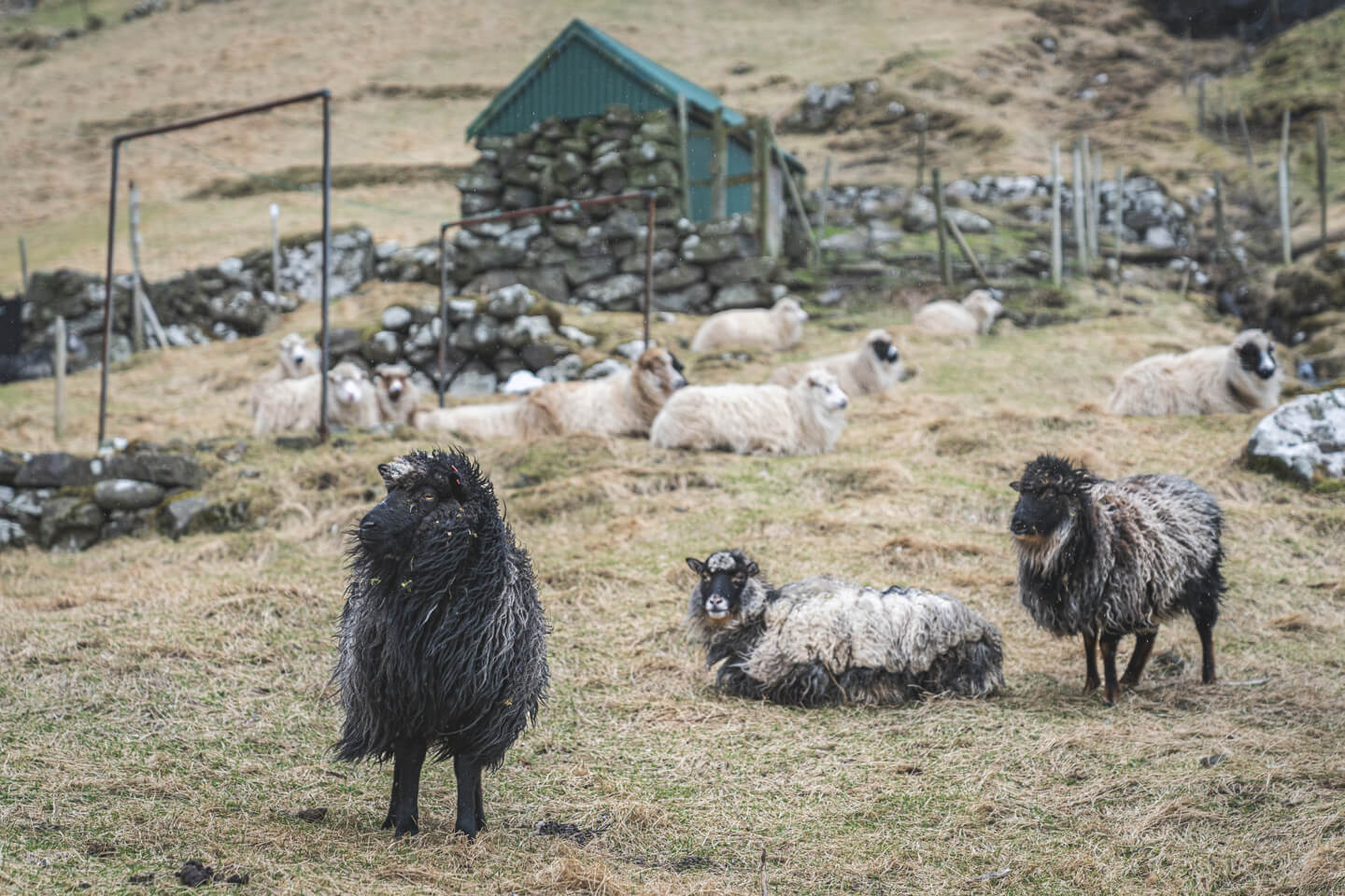 Schafe auf den Färöer-Inseln
