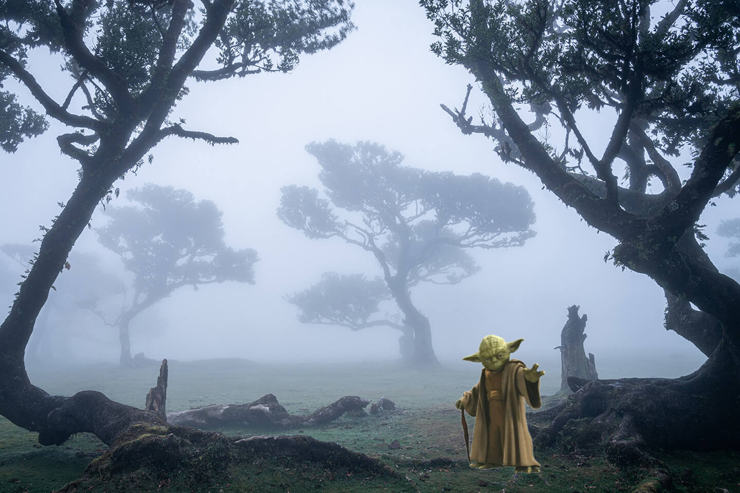 Der Nebelwald auf Madeira diente als Filmkulisse für Star Wars The Acolyte.