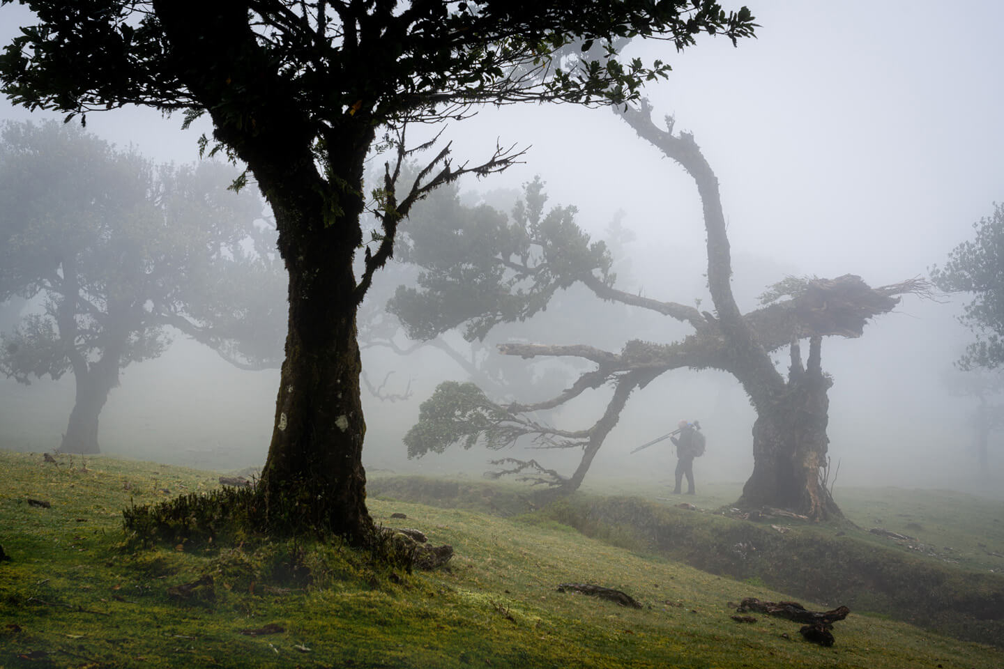 Fotografieren im Nebelwald auf Madeira.