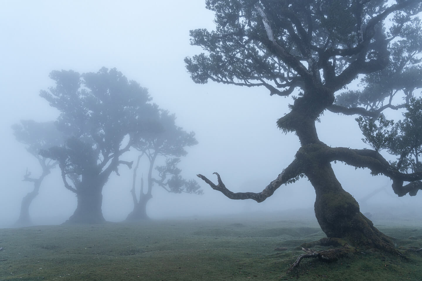 Ein Baum im Nebelwald Fanal, der wie Groot aussieht.