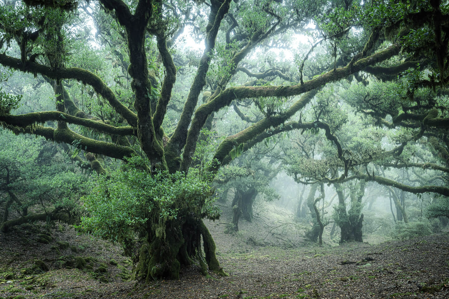 Mystisch: Der Lorbeerwald auf Madeira im Gebiet Fanal.