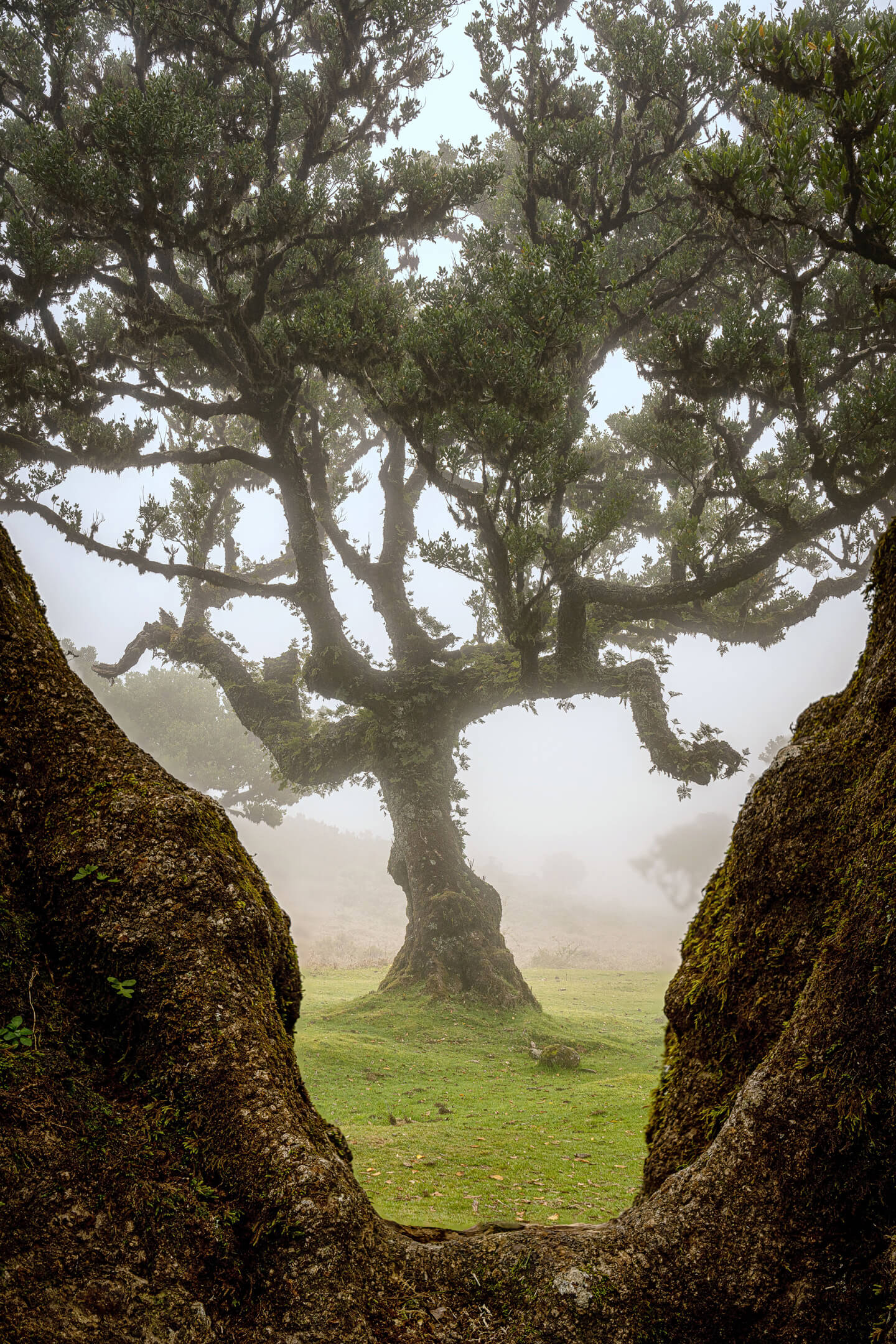 Focus Stacking im Nebelwald auf Madeira
